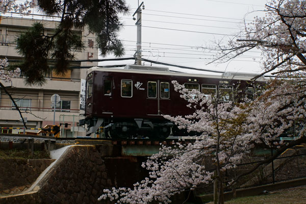 阪急 6000系 苦楽園口駅 桜